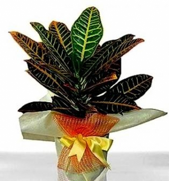4 Dal Beyaz Phalaenopsis Orkide