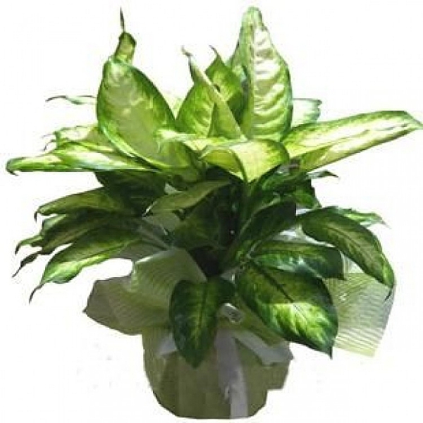 4 Dal Beyaz Phalaenopsis Orkide