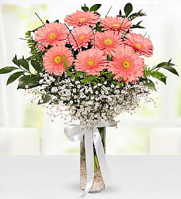 Gerbera arajman