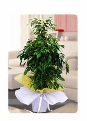 Benjamin Ficus iei 100cm