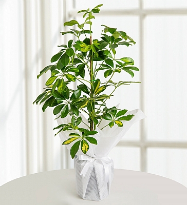 Schefflera (eflera) Bitkisi